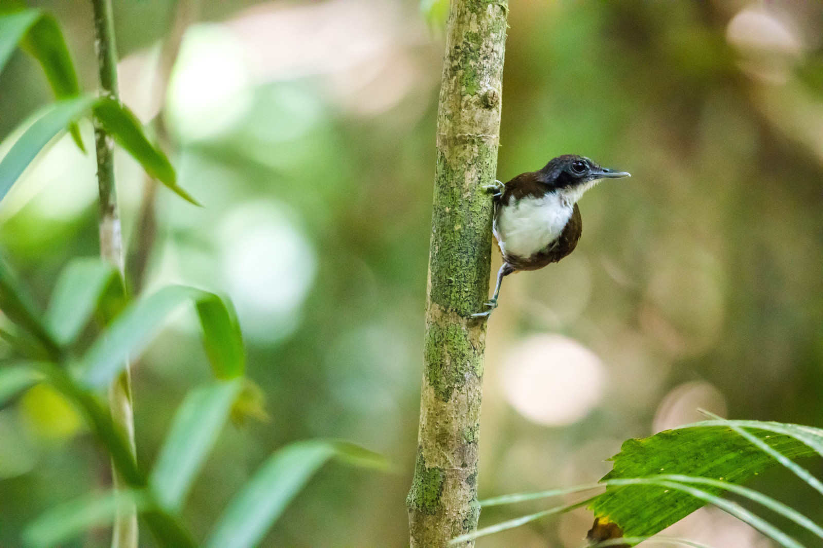 image Bicolored Antbird